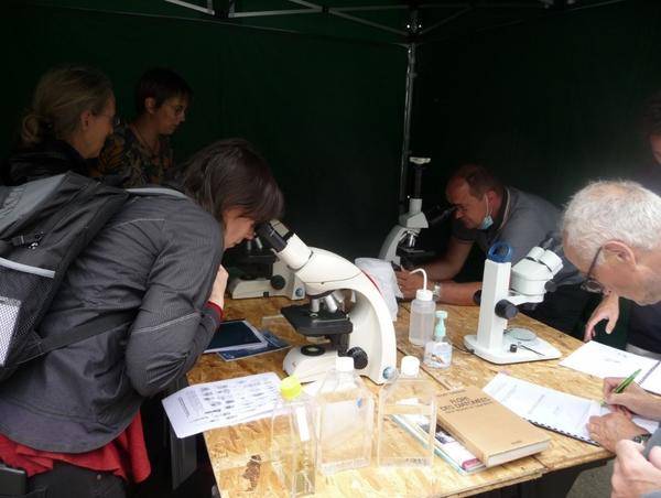 Observation de phytoplancton au microscope