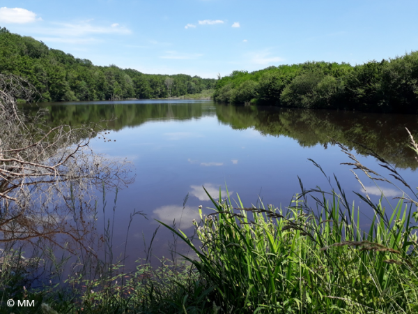 site d’étude en Brenne