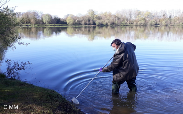 Echantillonnage de macro-invertébrés