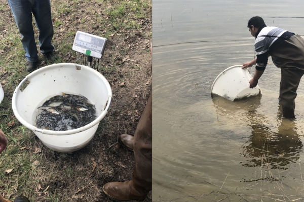 Pesée de la biomasse introduite dans l’étang après la pêche et remise en eau des poissons